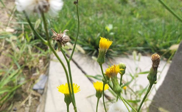 鞍山培训心理咨询师费用_报考条件