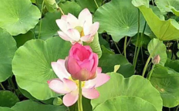 成都室内设计培训学校哪家好 成都室内设计培训学校哪家好