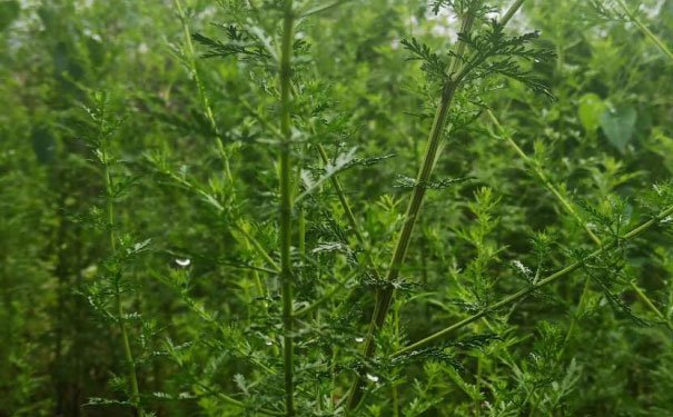 南昌室内设计培训班费用多少钱