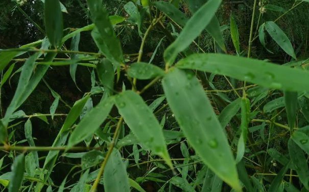 贵阳室内设计培训费用