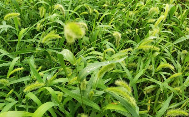 漳州培训心理咨询师费用_报考条件