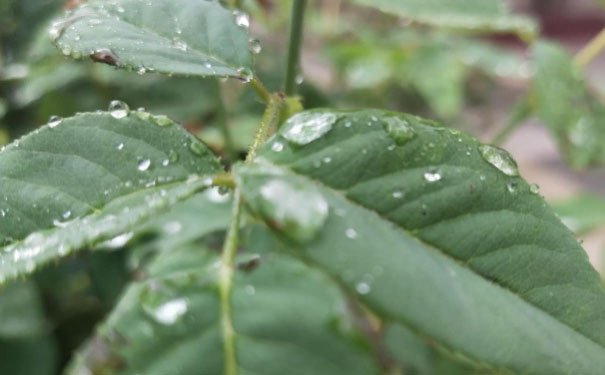 安康培训心理咨询师费用_报考条件