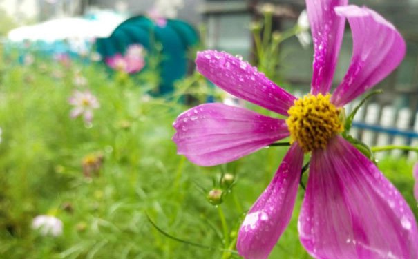 宁夏培训心理咨询师费用_报考条件