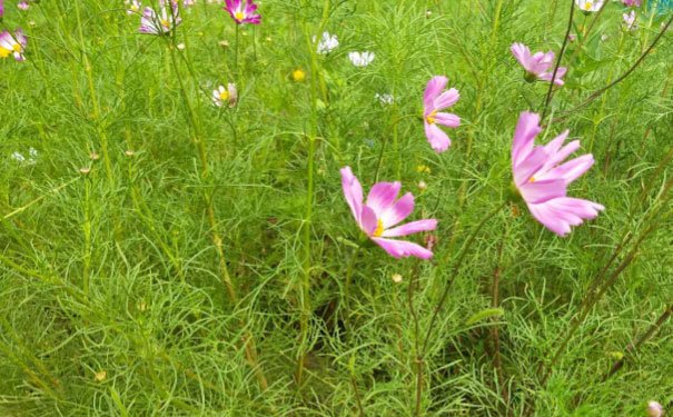 银川培训心理咨询师费用_报考条件