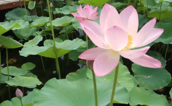 吴忠培训心理咨询师费用_报考条件