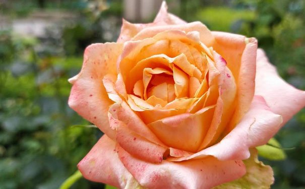 中卫培训心理咨询师费用_报考条件