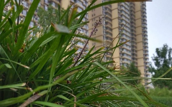 石嘴山培训心理咨询师费用_报考条件