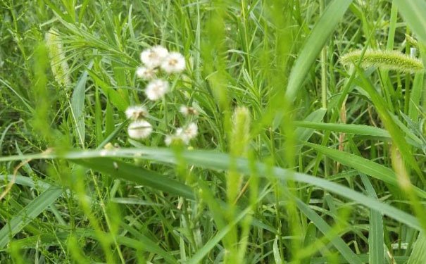 广州天河区出国英语培训机构哪个好_学费多少钱