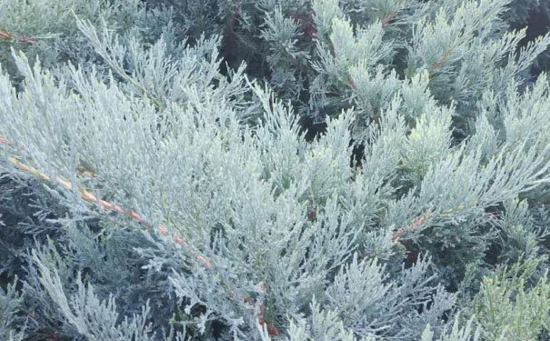 深圳南山区出国英语培训机构哪个好_学费多少钱