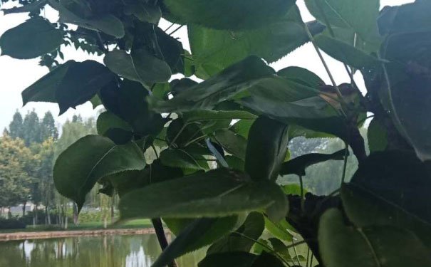 深圳龙华区出国英语培训机构哪个好_学费多少钱