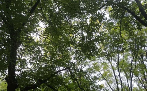 东莞出国英语培训机构哪个好_学费多少钱