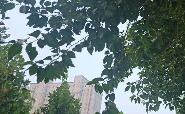 东莞东城区出国英语培训机构哪个好_学费多少钱