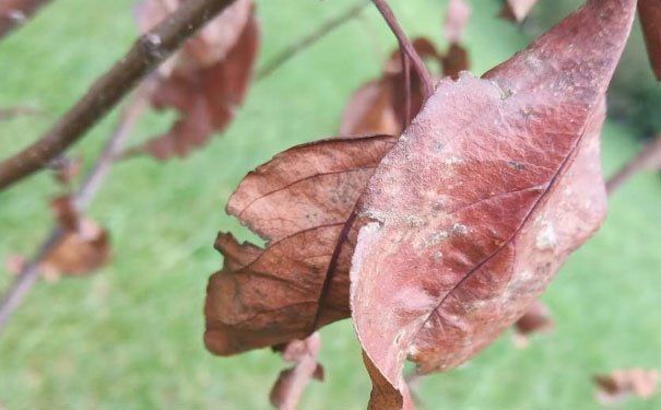 东莞厚街镇出国英语培训机构哪个好_学费多少钱