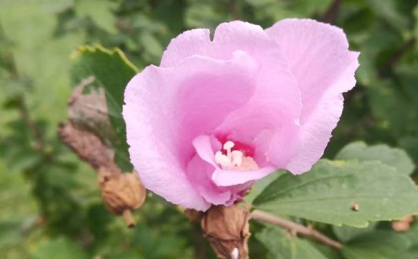 东莞长安镇出国英语培训机构哪个好_学费多少钱