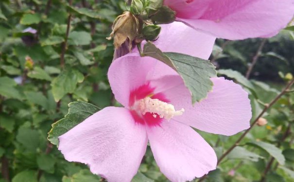 佛山禅城区出国英语培训机构哪个好_学费多少钱