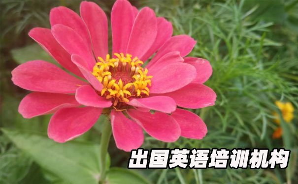 厦门思明区出国英语培训机构哪个好_学费多少钱