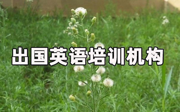 泉州丰泽区出国英语培训机构哪个好_学费多少钱