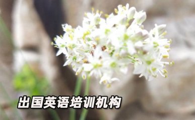 北京石景山区出国英语培训机构哪个好_学费多少钱