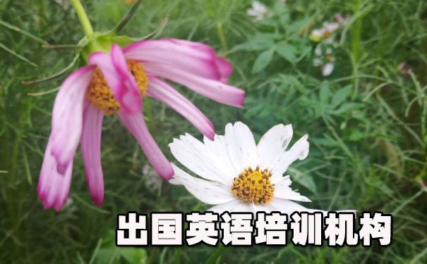 重庆观音桥出国英语培训机构哪个好_学费多少钱