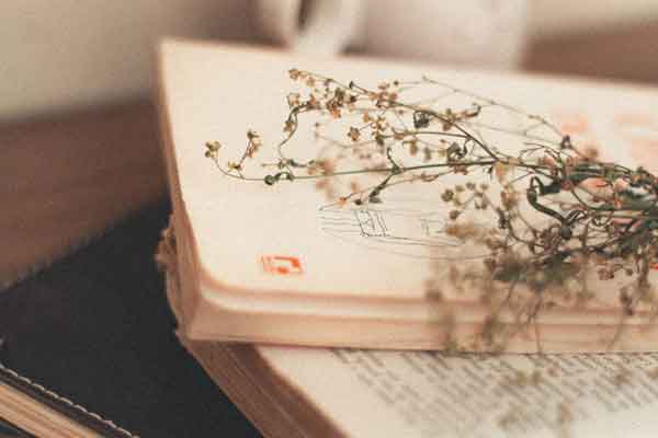 太仓双语小学招生简章