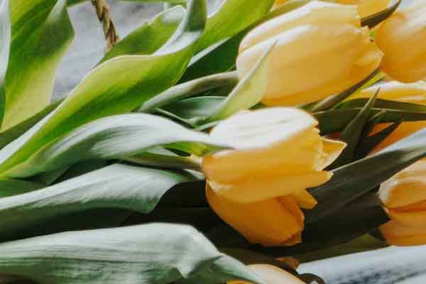 云南昆明艺考生文化课辅导学校怎么选择好的学校